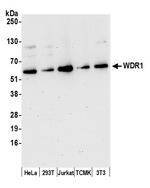 WDR1 Polyclonal Antibody