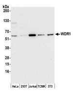 WDR1 Polyclonal Antibody