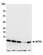 MTPN Antibody in Western Blot (WB)