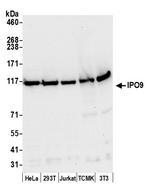 IPO9 Polyclonal Antibody