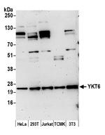 YKT6 Polyclonal Antibody