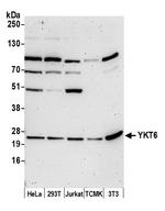 YKT6 Polyclonal Antibody