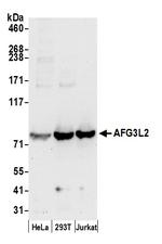 AFG3L2 Polyclonal Antibody