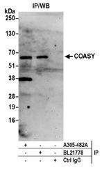 COASY Polyclonal Antibody