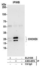 CHCHD3 Antibody in Immunoprecipitation (IP)