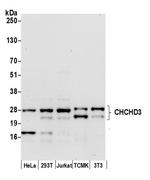 CHCHD3 Polyclonal Antibody