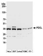 PDCL Polyclonal Antibody