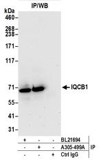 IQCB1 Polyclonal Antibody