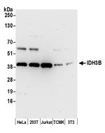 IDH3B Polyclonal Antibody