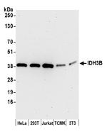 IDH3B Polyclonal Antibody
