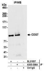 COG7 Antibody in Immunoprecipitation (IP)