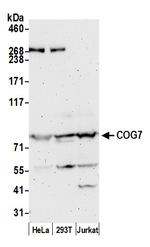 COG7 Polyclonal Antibody