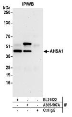 AHSA1 Antibody in Immunoprecipitation (IP)