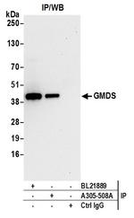 GMDS Polyclonal Antibody