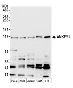 ANKFY1 Polyclonal Antibody