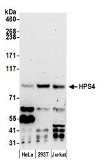 HPS4 Polyclonal Antibody