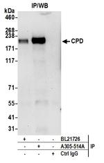 CPD Antibody in Immunoprecipitation (IP)