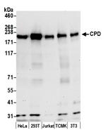 CPD Polyclonal Antibody