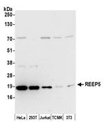 REEP5 Polyclonal Antibody