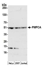 PMPCA Polyclonal Antibody