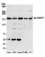 UGGT1 Polyclonal Antibody
