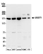 UGGT1 Polyclonal Antibody