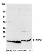 ATP5I Polyclonal Antibody