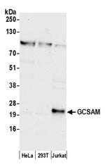 GCSAM Polyclonal Antibody