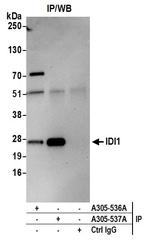 IDI1 Antibody in Immunoprecipitation (IP)