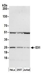 IDI1 Polyclonal Antibody