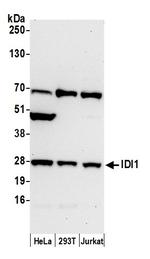 IDI1 Polyclonal Antibody