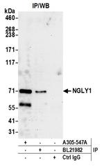 NGLY1 Antibody in Immunoprecipitation (IP)