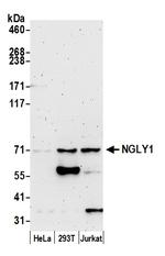 NGLY1 Polyclonal Antibody