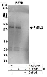 FMNL2 Polyclonal Antibody