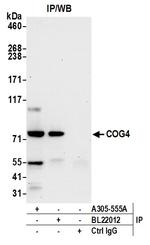 COG4 Polyclonal Antibody