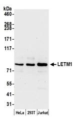 LETM1 Polyclonal Antibody