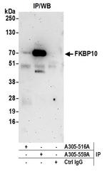 FKBP10 Polyclonal Antibody