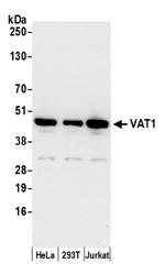 VAT1 Polyclonal Antibody