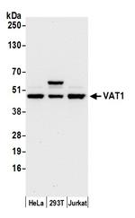 VAT1 Polyclonal Antibody