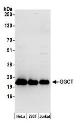 GGCT Antibody in Western Blot (WB)