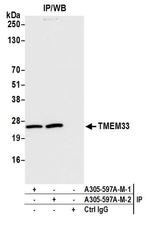 TMEM33 Antibody in Immunoprecipitation (IP)