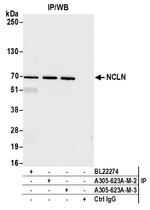 NCLN Antibody in Immunoprecipitation (IP)