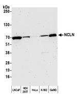 NCLN Antibody in Western Blot (WB)