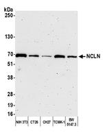 NCLN Antibody in Western Blot (WB)