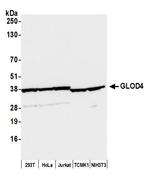 GLOD4 Polyclonal Antibody