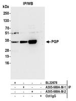 PGP Antibody in Immunoprecipitation (IP)