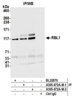 RBL1 Polyclonal Antibody