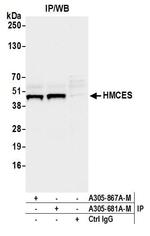 HMCES Antibody in Immunoprecipitation (IP)