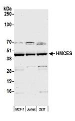 HMCES Antibody in Western Blot (WB)