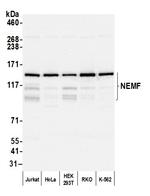 NEMF Polyclonal Antibody